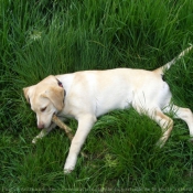 Photo de Labrador retriever