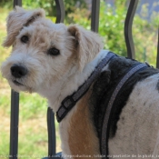 Photo de Fox terrier  poil dur