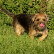 Photo de Border terrier