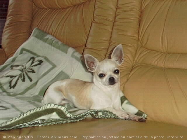 Photo de Chihuahua  poil court