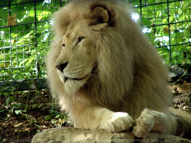 Photo de Lion