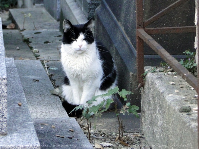 Photo de Chat domestique