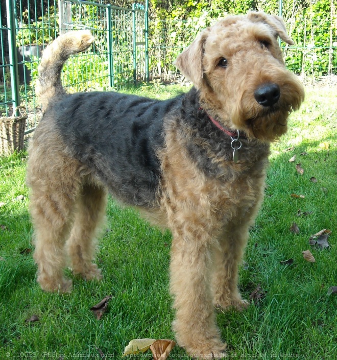 Photo d'Airedale terrier