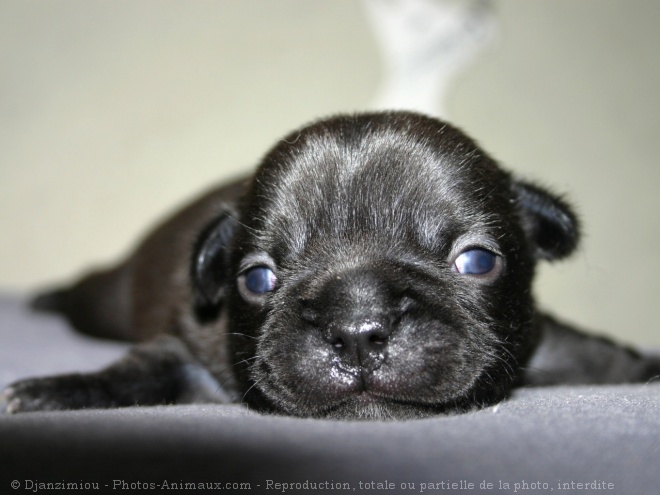 Photo de Bouledogue franais