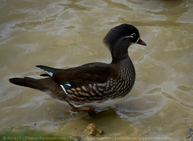 Photo de Canard carolin