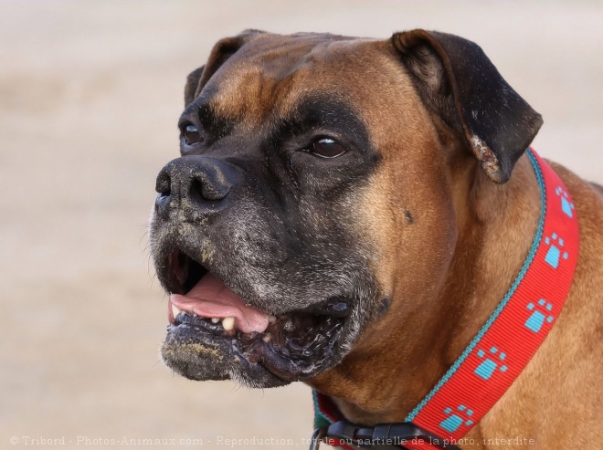 Photo de Boxer