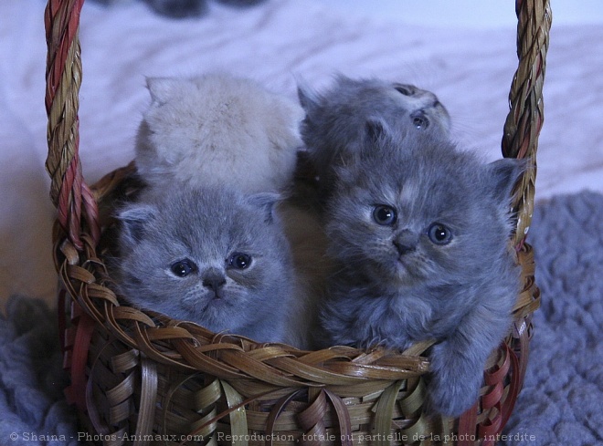 Photo de British longhair