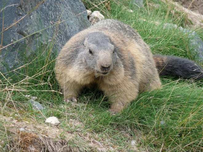 Photo de Marmotte