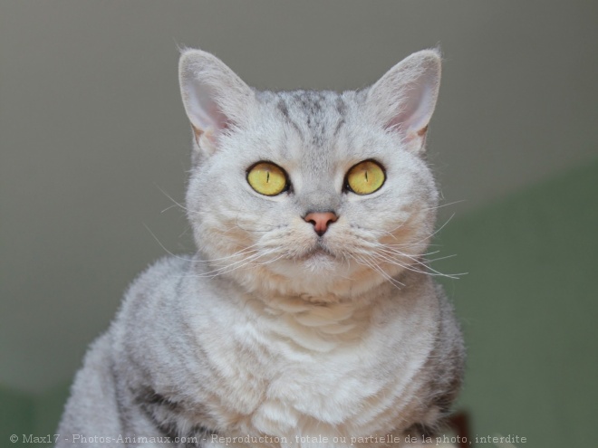 Photo de Selkirk rex poil court