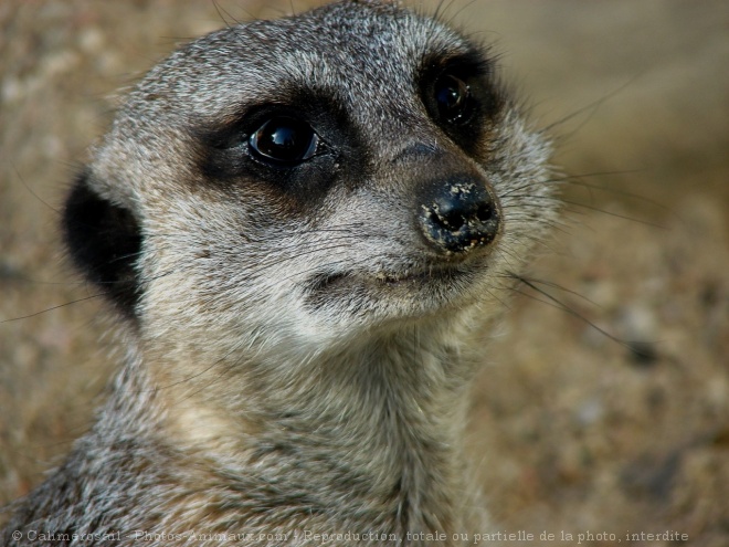 Photo de Suricate