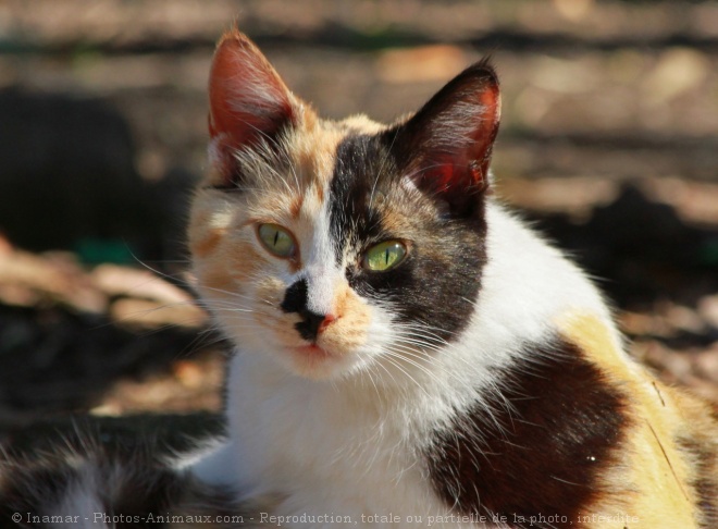 Photo de Chat domestique