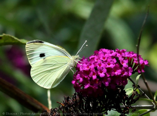 Photo de Papillon - piride