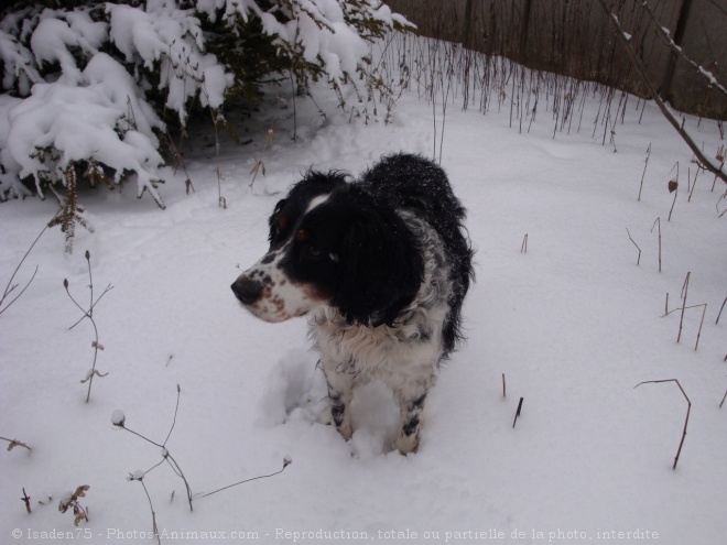 Photo d'English springer spaniel