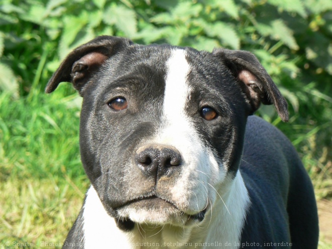 Photo de Staffordshire bull terrier