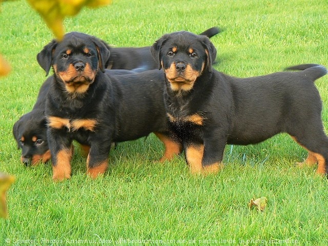 Photo de Rottweiler