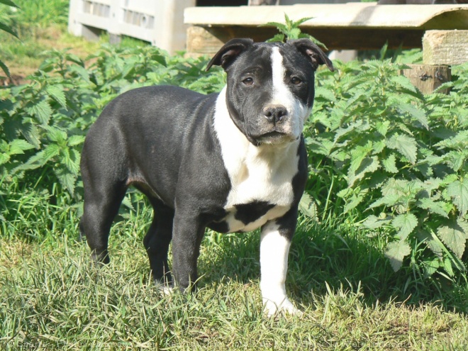 Photo de Staffordshire bull terrier