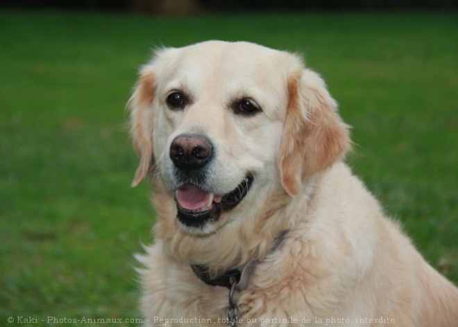 Photo de Golden retriever