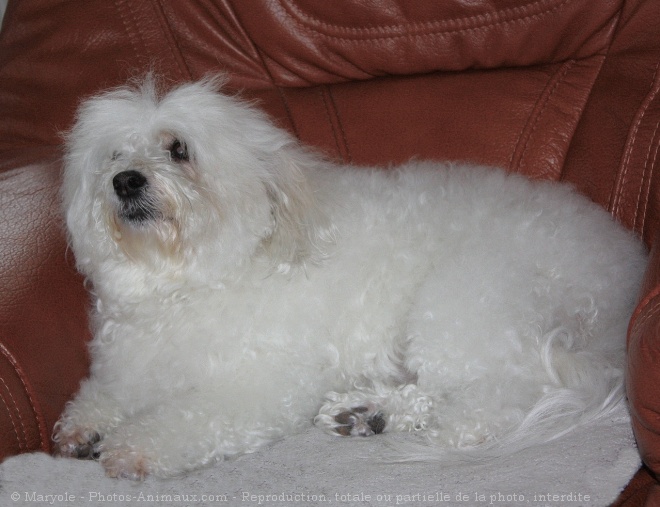 Photo de Coton de tulear