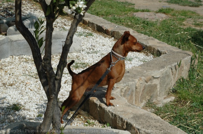 Photo de Pinscher nain