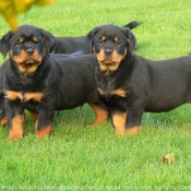 Photo de Rottweiler