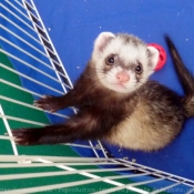 Photo de Furet