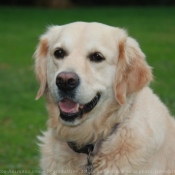 Photo de Golden retriever