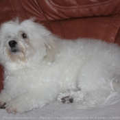 Photo de Coton de tulear