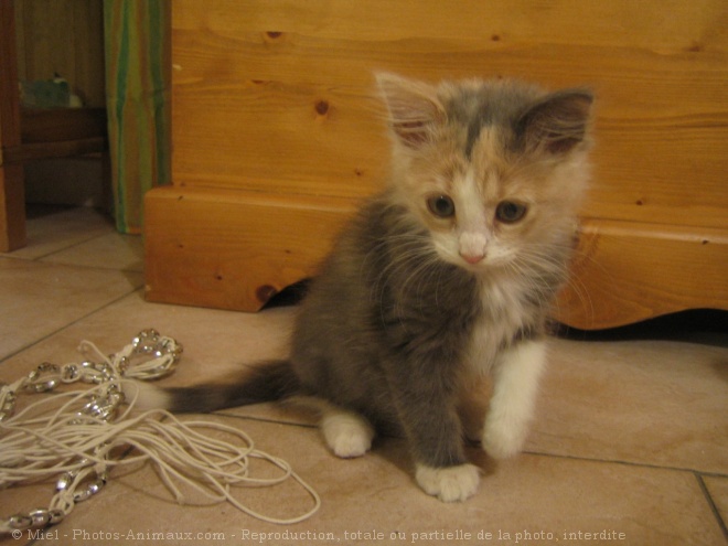 Photo de Chat domestique