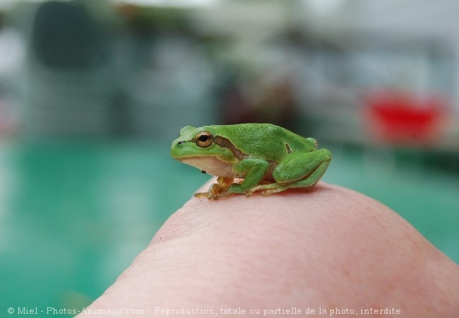 Photo de Grenouille - rainette