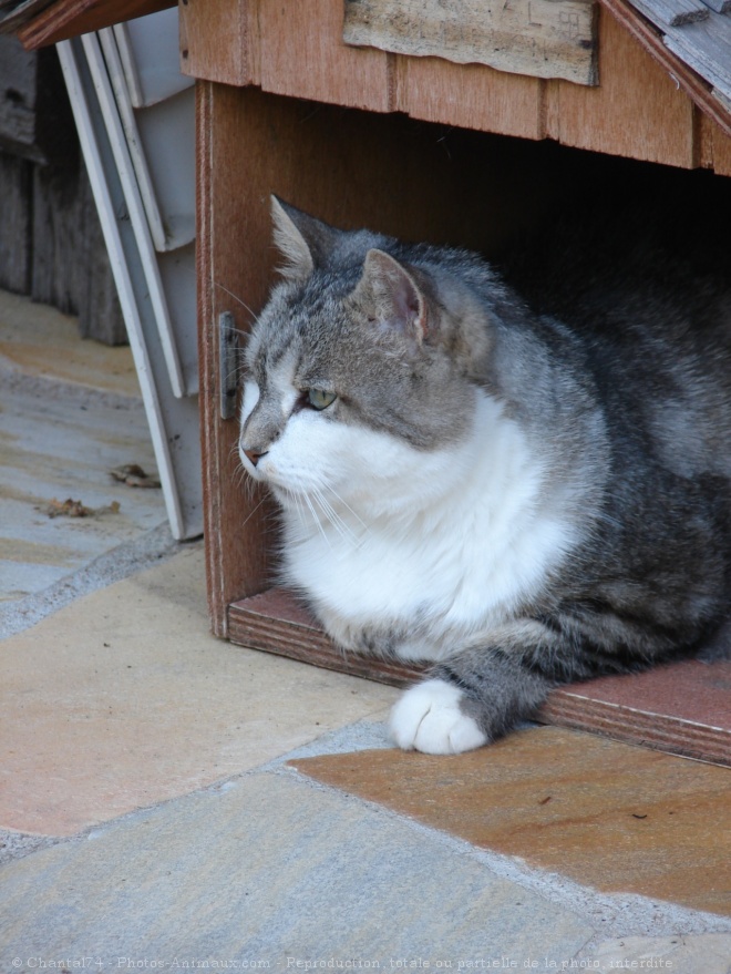 Photo de Chat domestique