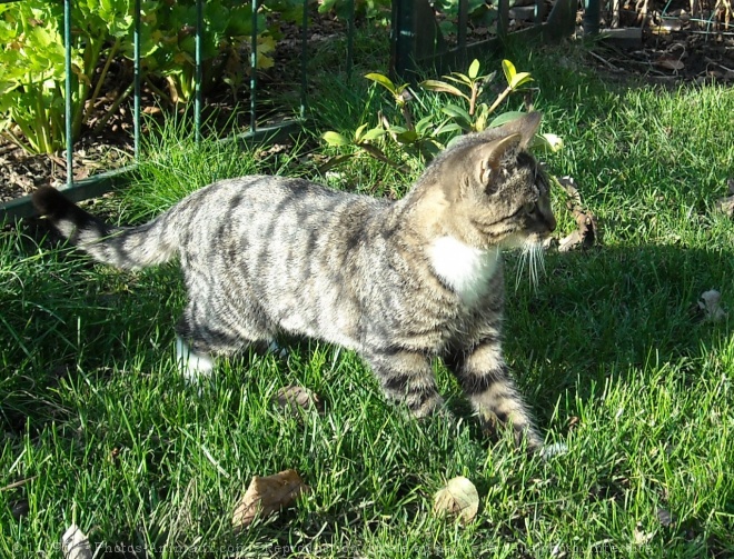 Photo de Chat domestique