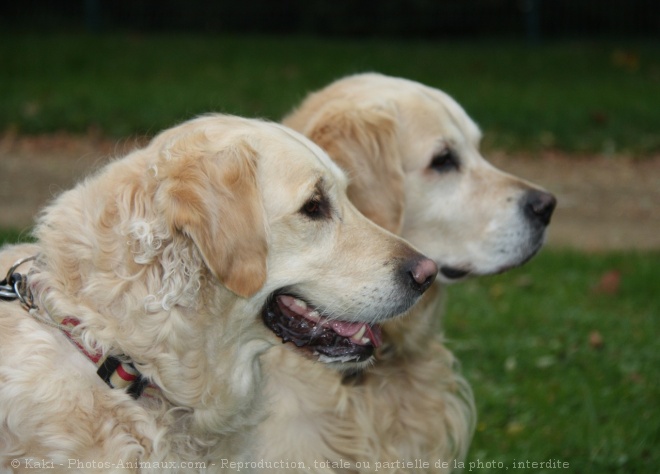 Photo de Golden retriever