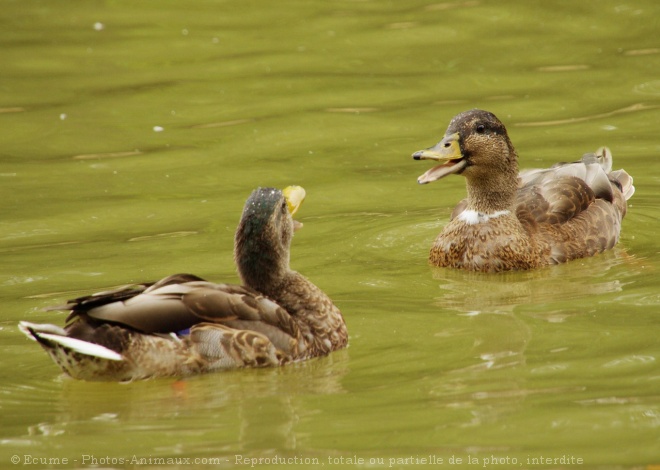 Photo de Canard colvert