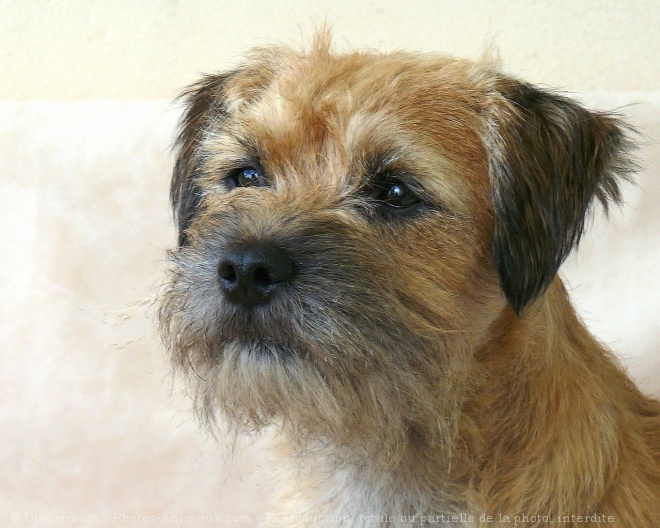 Photo de Border terrier