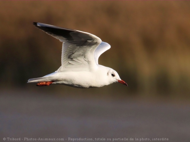 Photo de Mouette