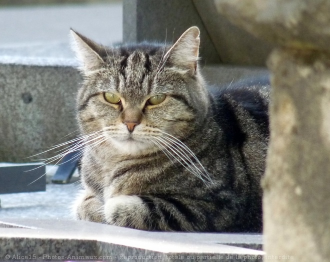 Photo de Chat domestique