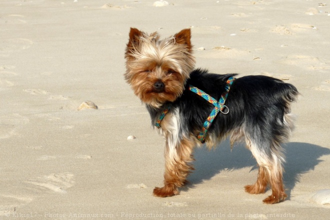 Photo de Yorkshire terrier