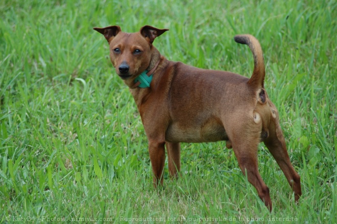 Photo de Pinscher nain