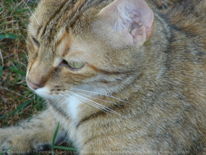 Photo de Chat domestique