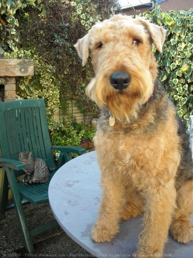 Photo d'Airedale terrier