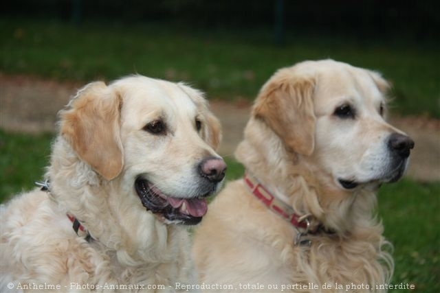 Photo de Golden retriever