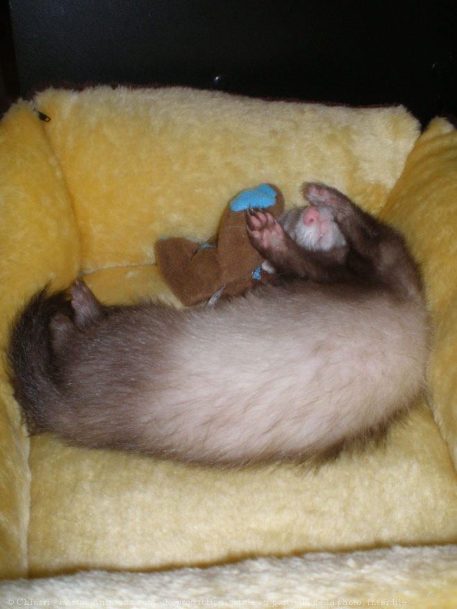 Photo de Furet