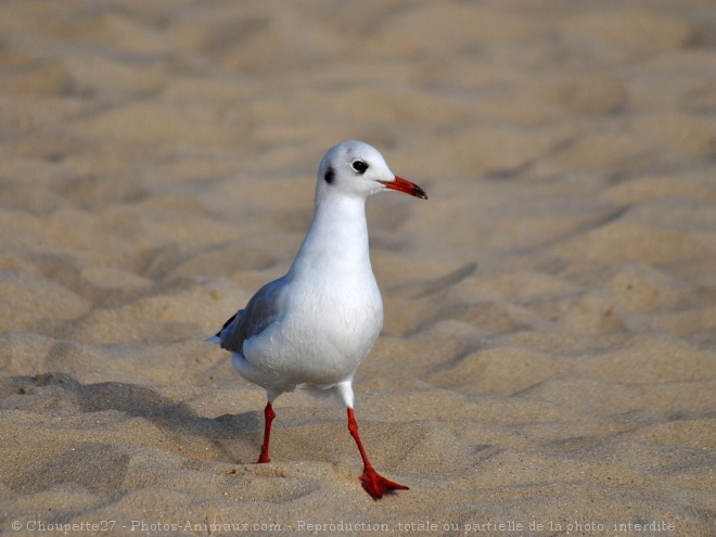 Photo de Mouette