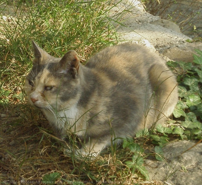 Photo de Chat domestique