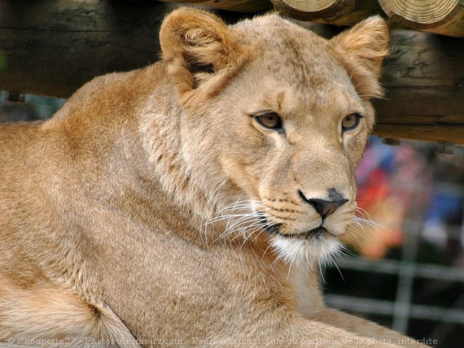 Photo de Lion