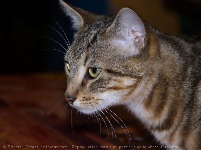 Photo de Chat domestique