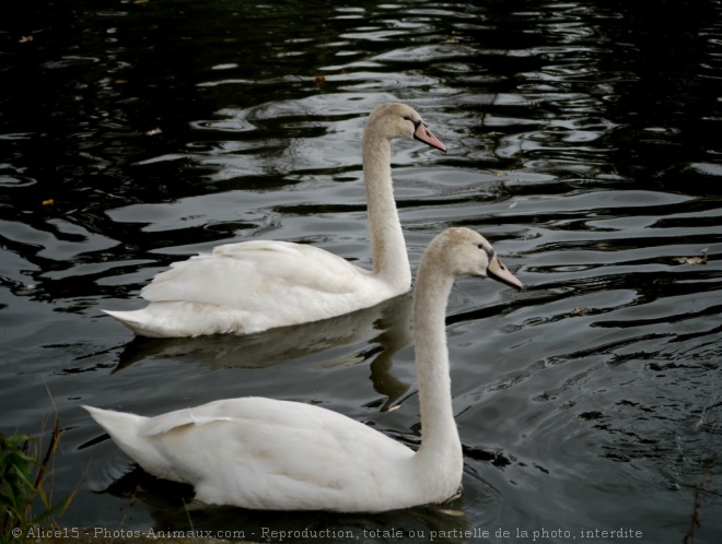 Photo de Cygne