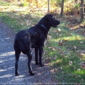 Photo de Labrador retriever