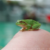 Photo de Grenouille - rainette