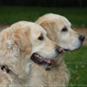 Photo de Golden retriever